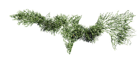 beautiful ivy green and flower   © Nawaphon