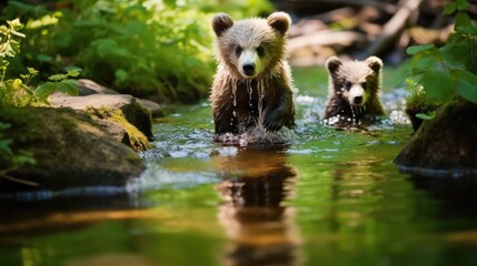 Carpathian Brown Bears Foraging for Food in the Mountains, Highlighting the Coexistence of Ursids with the Dense Forested Landscapes of Eastern Europe - obrazy, fototapety, plakaty