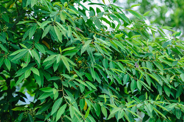 Litsea cubeba fruits grow on tree