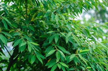 Litsea cubeba fruits grow on tree