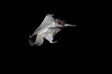 Isolated Southern Flying Squirrel (Glaucomys volans) on black background Airborne rodent in full flight, membrane extended gliding to a tree trunk. Nocturnal by nature these creatures active at night - obrazy, fototapety, plakaty