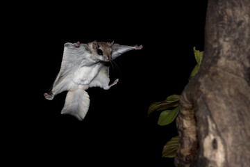 Coming in for Landing. Southern Flying Squirrel (Glaucomys volans) has its membrane spread wide to slow its descent, its glides to a tree trunk. Nocturnal boreal rodent at nighttime isolated on black