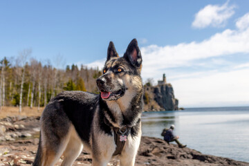 Beautiful German Shepperd enjoying a day trip to the lake. Domestic dog (Canis lupis) and pet...