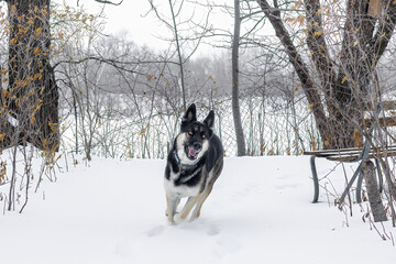 Round the corner, dog is there. Excited German Shepard domestic dog (Canis lupis) bounding through...