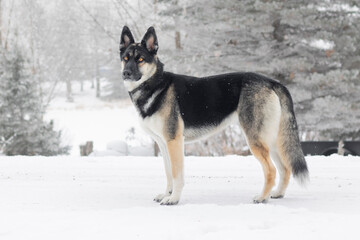 Slender profile form, German Shepard SIberian Husky mixed breed. Domestic dog (Canis lupis) standing in winter scene. Ears perked up and yellow eyes. Cold weather is a natural habitat for this canine