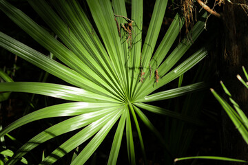 Fototapeta premium Radials of leaves, made bright by light in the dark forest. Palmate arrangement, large palm shaped leaf in swamps of Alabama. Moody scene with bright warm sunlight