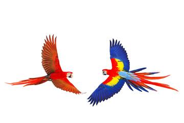 Colorful flying parrot isolated on transparent background png file