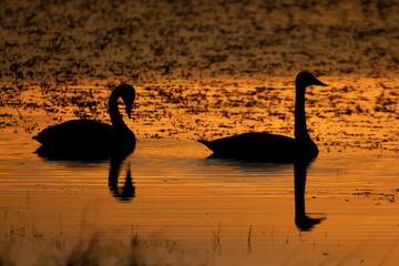 Trumpeter Swan (Cygnus buccinator) Silhouettes.  Sunlight dwindles on a gilded orange wetland in...
