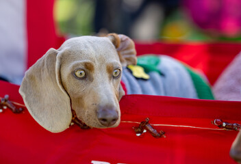 Cute dogs with Christmas costume