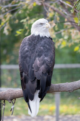 Large Iconic Raptor, the adult Bald Eagle (Haliaeetus leucocephalus). Captured in controlled conditions. 