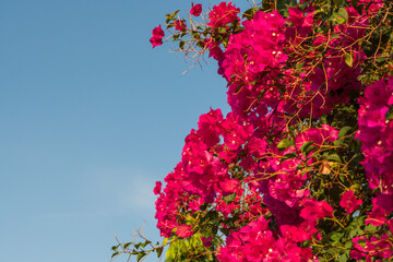 bougainvillea blooming pink flowers of blue sky