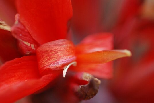 Red Canna Lilies