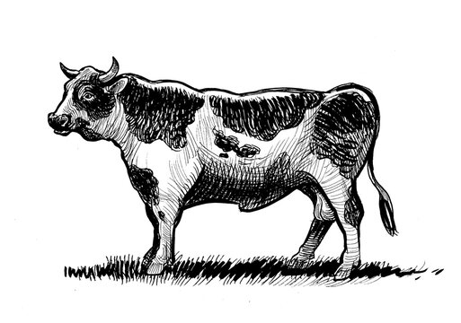 Big standing bull. Hand-drawn ink black and white sketch