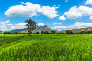The rice fields are full, waiting to be harveste under blue sky. Farm, Agriculture concept.