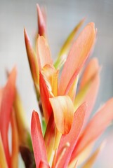 Fototapeta premium Canna Lilies