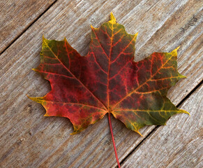 Colorful maple leave on wooden deck.