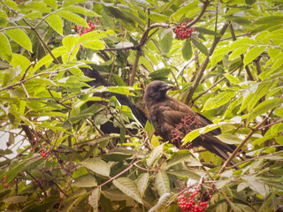 Ravens in Elderberry bush in summer.