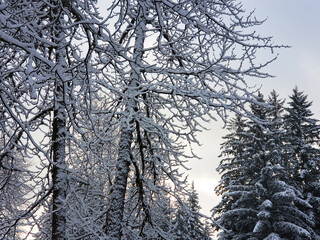 Snow at sunrise on cottonwood trees in Southeast Alaska - obrazy, fototapety, plakaty