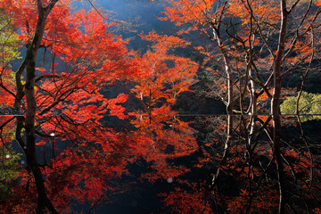 Colorful autumn foliage with reflection on water