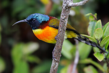 Colorful green tailed sunbird