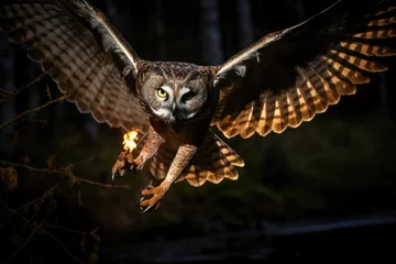 Fotobehang Predator hunter owl nature wildlife bird © SHOTPRIME STUDIO