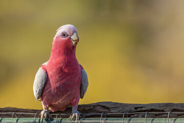 Galah (Eolophus roseicapilla)