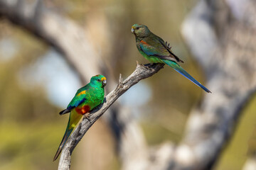 Obraz premium Mulga Parrot (Psephotus varius)