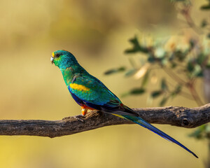 Mulga Parrot (Psephotus varius)