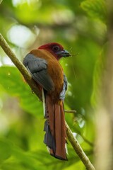 A brightly-colored bird of dense evergreen forests, the female Red-headed Trogon (Harpactes erythrocephalus) has a faded-red belly and a brown head