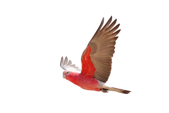 Beautiful flying Galah Cockatoo isolated on transparent background png file