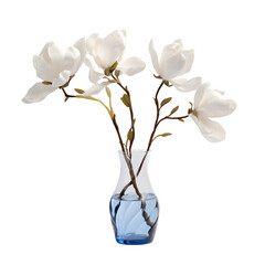 Beautiful blue and white magnolia flower in transparent glass vase standing on white table white background 
