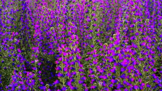 Purple flowers in the wild