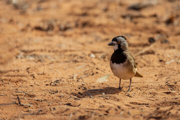 Crested Bellbird (Oreoica gutturalis)