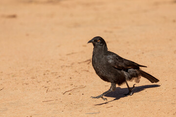 Obraz premium White-winged Chough (Corcorax melanorhamphos)