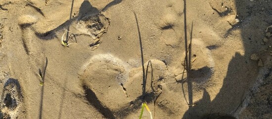The beautiful shape of the heart in sand/nature.