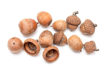 Ripe acorns isolated on white background