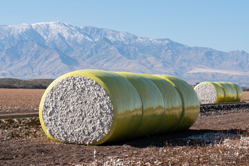 Bales of Harvested Cotton