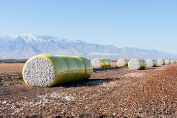 Bales of Harvested Cotton