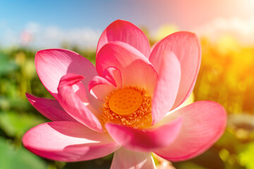 Fototapeta na wymiar A pink lotus flower sways in the wind, Nelumbo nucifera. Against the background of their green leaves. Lotus field on the lake in natural environment.