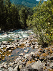 A river rushing over rocks through dense forests in the summer with a small golden pool sitting between stones on the side