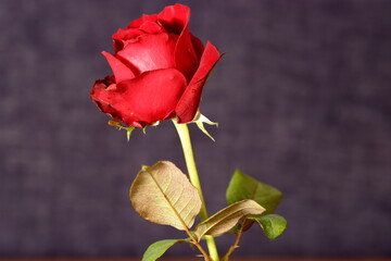 red rose isolated on dark background