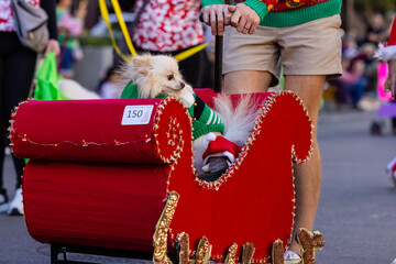 cute dogs with Christmas costume