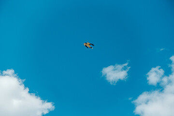 eagle flying in patagonia sky