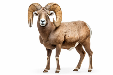 a ram standing on a white surface with a white background