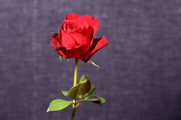 red rose isolated on dark texture background