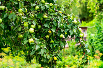 apples in your backyard garden, Green apples on apple tree, good harvest, ripe apples organic...