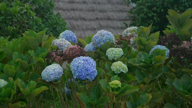 footgae of Hydrangea plant shot in madeira portugal at traditional A-shaped houses village in Santana filmed with cinematic movement