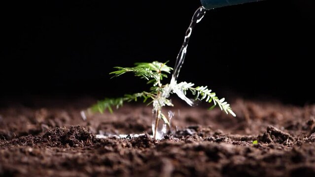 Freshly planted fir branch in brown mound of earth is doused with water against neutral black background