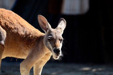 アカカンガルー