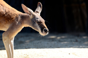 アカカンガルー